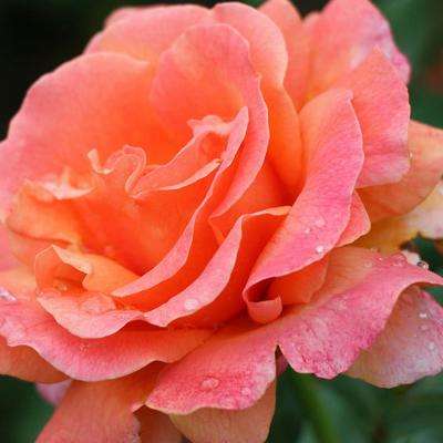 Pink & Orange Rose